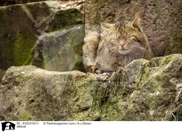 Europische Wildkatze / wildcat / AVD-01611
