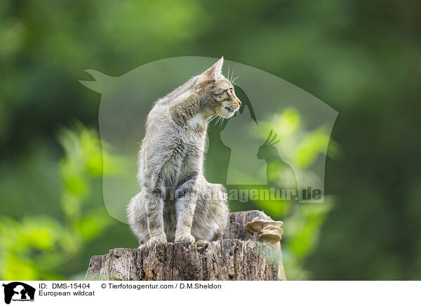 Europische Wildkatze / European wildcat / DMS-15404