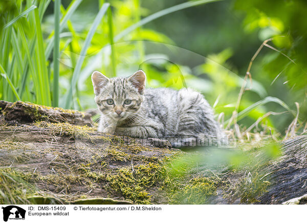 Europische Wildkatze / European wildcat / DMS-15409