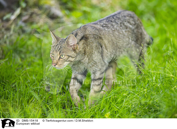 European wildcat / DMS-15418
