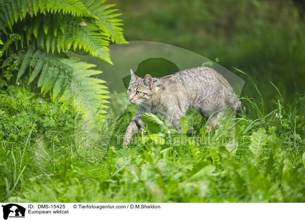 European wildcat / DMS-15425