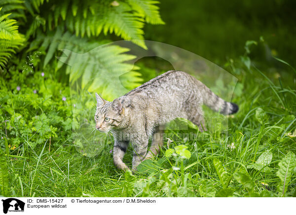 Europische Wildkatze / European wildcat / DMS-15427