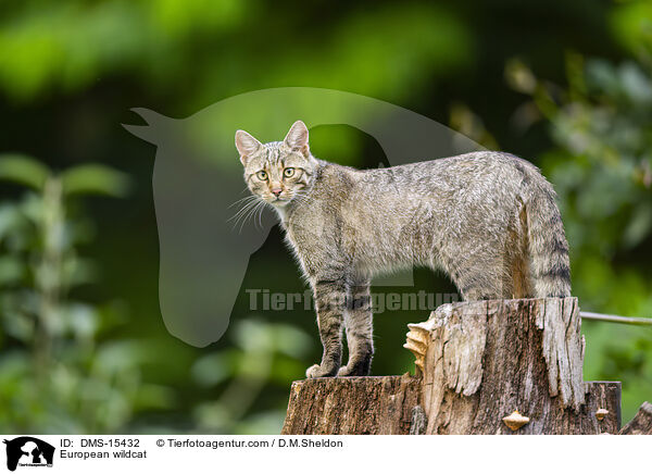 Europische Wildkatze / European wildcat / DMS-15432