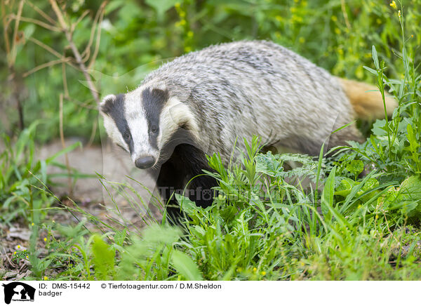Dachs / badger / DMS-15442