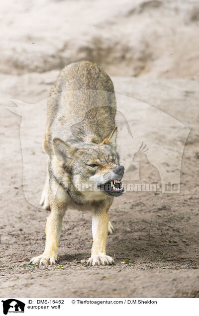 Europischer Wolf / european wolf / DMS-15452