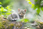 European wildcat