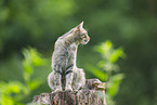 European wildcat