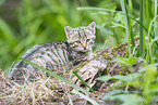 European wildcat