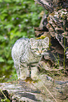 European wildcat