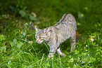 European wildcat