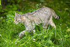 European wildcat