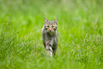 European wildcat