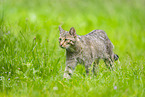 European wildcat