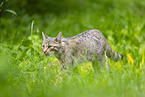 European wildcat