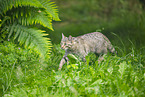 European wildcat