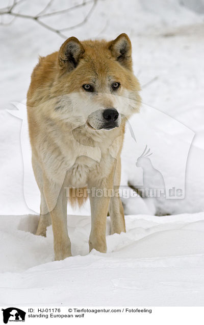 standing European wolf / HJ-01176