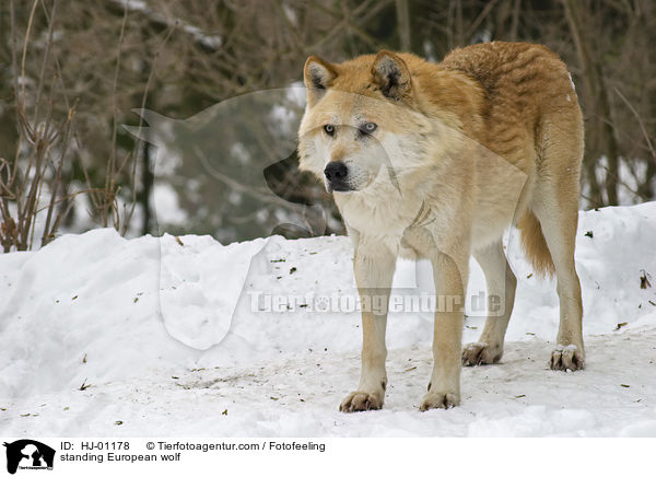 stehender Europischer Wolf / standing European wolf / HJ-01178