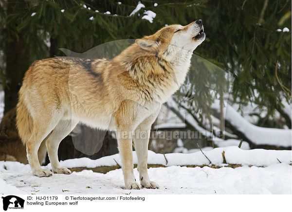heulender Europischer Wolf / howling European wolf / HJ-01179