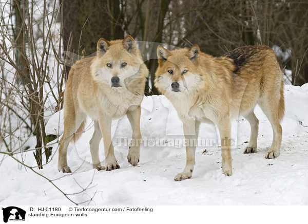 stehende Europische Wlfe / standing European wolfs / HJ-01180