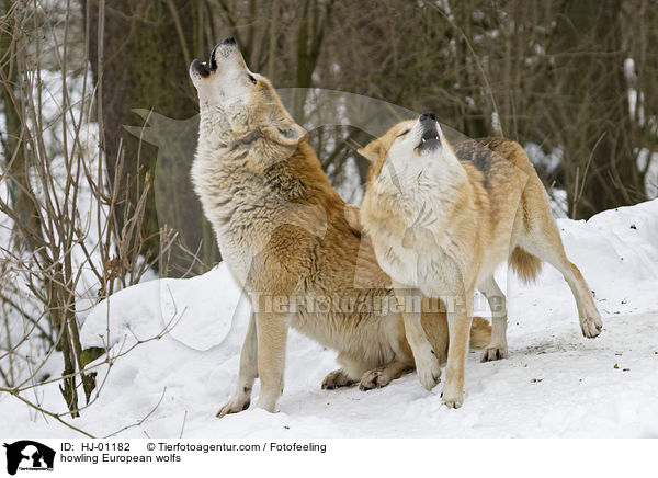 heulende Europische Wlfe / howling European wolfs / HJ-01182