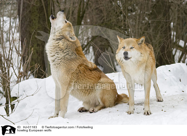 heulende Europische Wlfe / howling European wolfs / HJ-01183