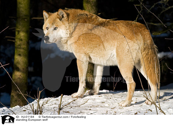 stehender Europischer Wolf / standing European wolf / HJ-01184