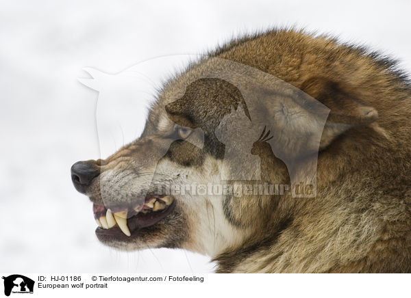 Europischer Wolf Portrait / European wolf portrait / HJ-01186