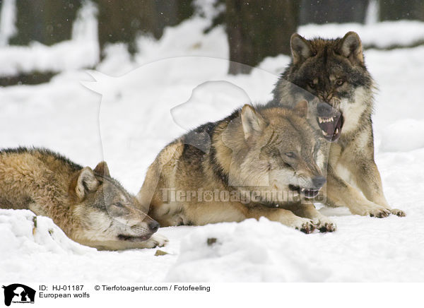 Europische Wlfe / European wolfs / HJ-01187