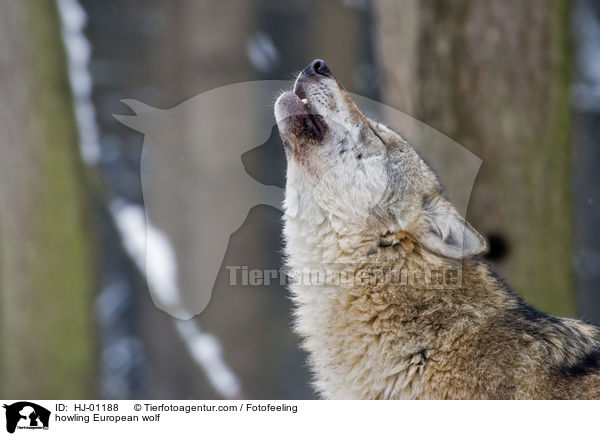 heulender Europischer Wolf / howling European wolf / HJ-01188