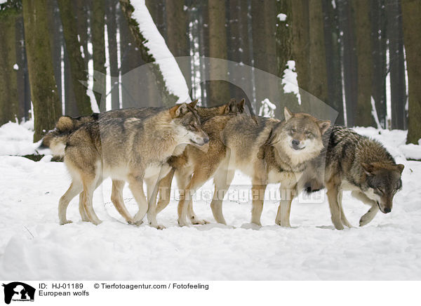 Europische Wlfe / European wolfs / HJ-01189