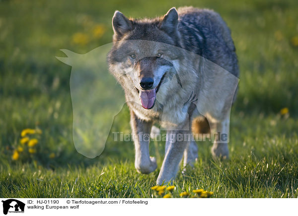 laufender Europischer Wolf / walking European wolf / HJ-01190