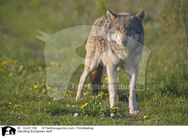 stehender Europischer Wolf / standing European wolf / HJ-01192