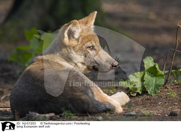 liegender Europischer Wolfswelpe / lying European wolf cub / HJ-01203