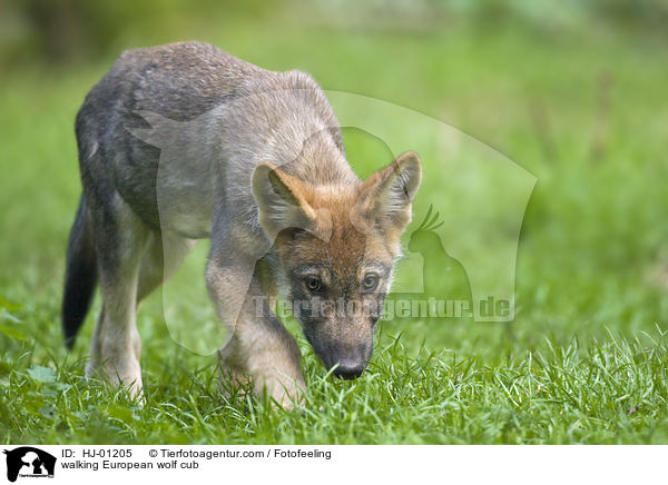 laufender Europischer Wolfswelpe / walking European wolf cub / HJ-01205