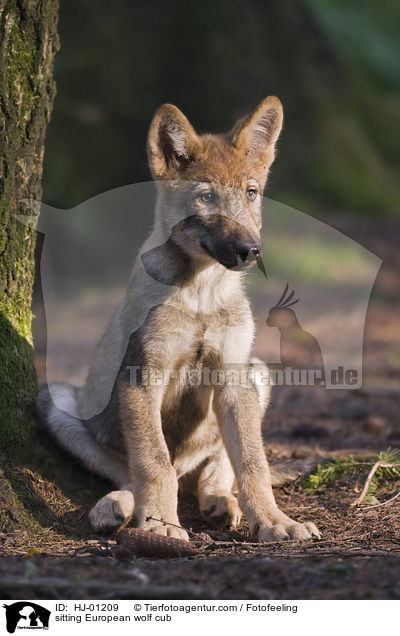 sitting European wolf cub / HJ-01209