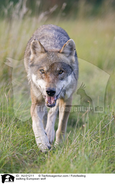 walking European wolf / HJ-01211