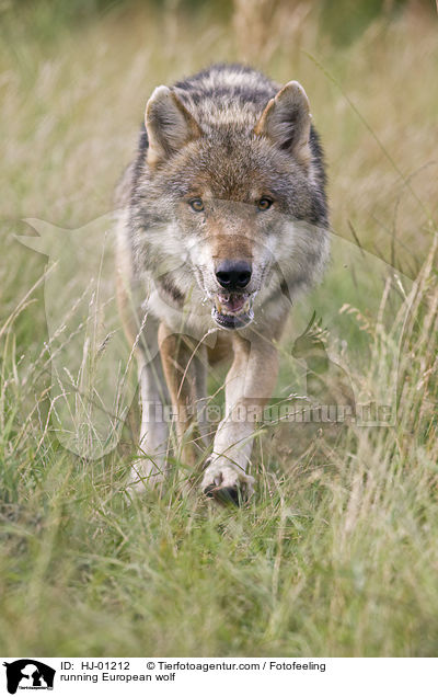 laufender Europischer Wolf / running European wolf / HJ-01212