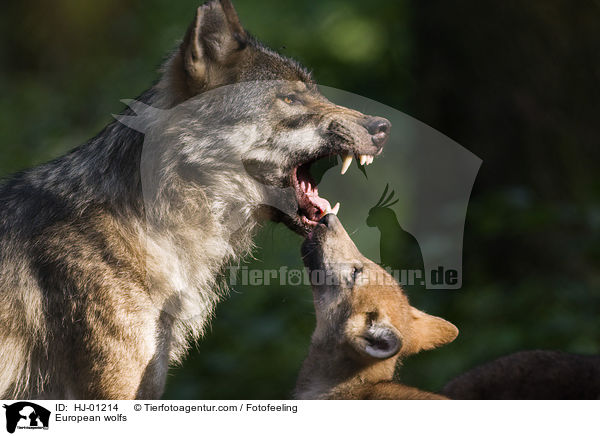 European wolfs / HJ-01214