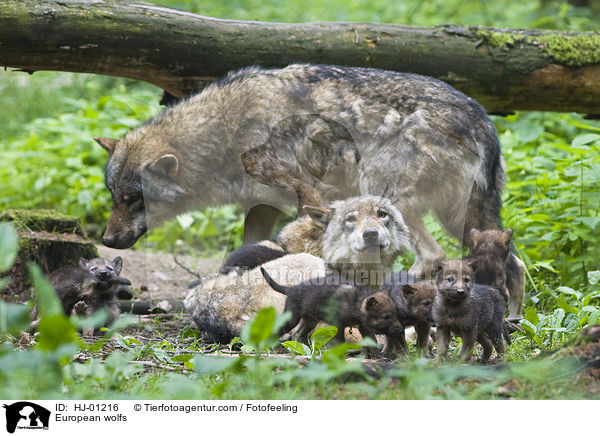 European wolfs / HJ-01216