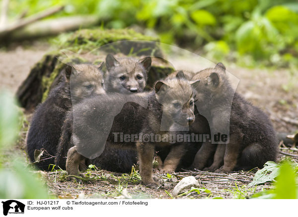 European wolf cubs / HJ-01217