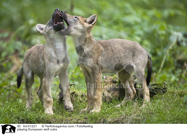 playing European wolf cubs / HJ-01221