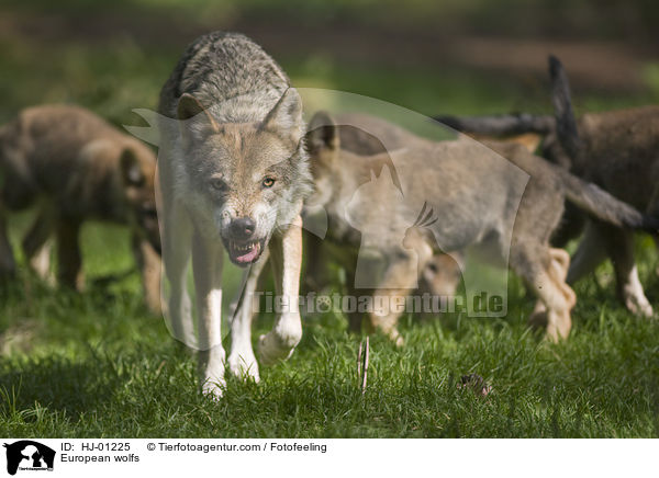 Europische Wlfe / European wolfs / HJ-01225