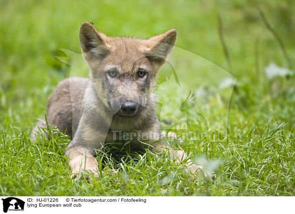 liegender Europischer Wolfswelpe / lying European wolf cub / HJ-01226