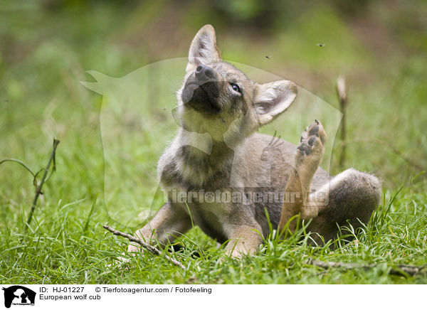 Europischer Wolfswelpe / European wolf cub / HJ-01227