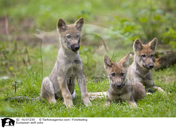 Europische Wolfswelpen / European wolf cubs / HJ-01230