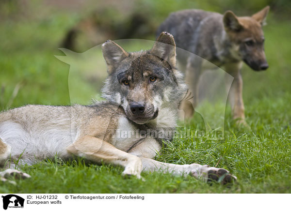 Europische Wlfe / European wolfs / HJ-01232