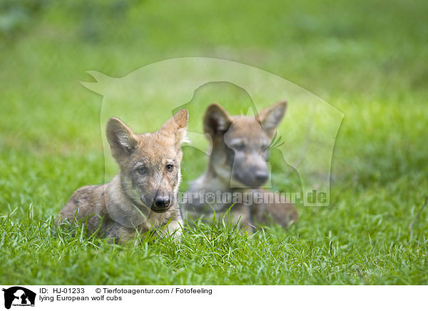 liegende Europische Wolfswelpen / lying European wolf cubs / HJ-01233