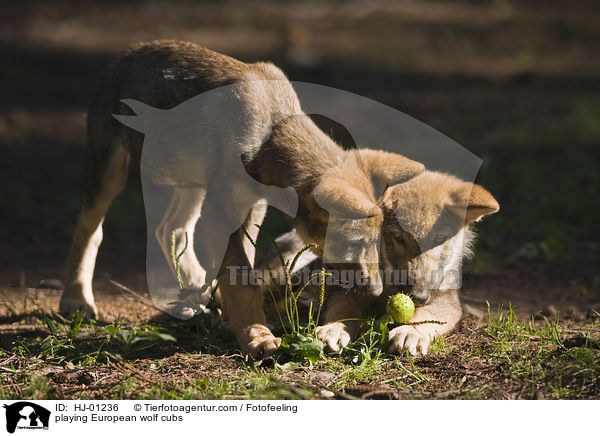spielende Europische Wolfswelpen / playing European wolf cubs / HJ-01236