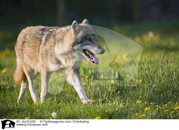 laufender Europischer Wolf / walking European wolf / HJ-01239