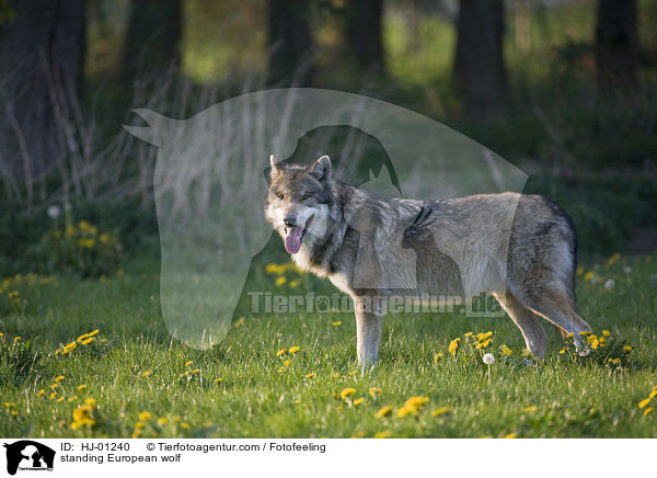 stehender Europischer Wolf / standing European wolf / HJ-01240
